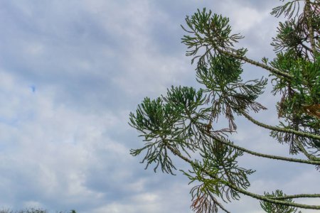 Téléchargez les photos : Palmier contre ciel bleu - en image libre de droit