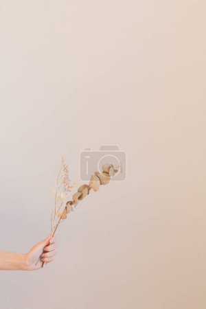 Photo for Cropped shot of female hand with a dried branch of eucalyptus. - Royalty Free Image