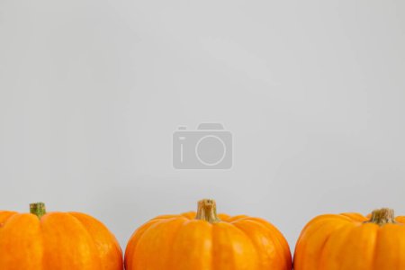 Téléchargez les photos : Belles petites citrouilles. Concept de saison d'automne. - en image libre de droit