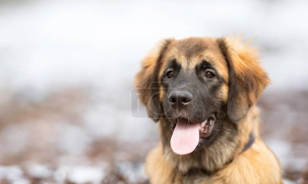 Photo for Young Leonberger in front of white background - Royalty Free Image
