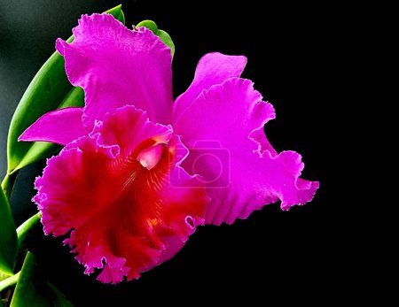 Photo for Beautiful Purple Cattleya orchid on black background. - Royalty Free Image