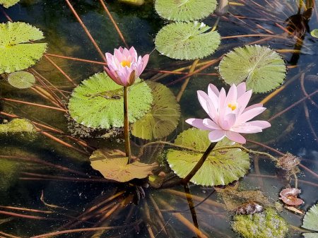 Photo for Light Pink Lotus flower in the pond - Royalty Free Image