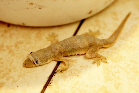 Foto de El geco de cola plana de la casa o Hemidactylus platyurus adulto comienzan a derramar piel en la cabeza. - Imagen libre de derechos