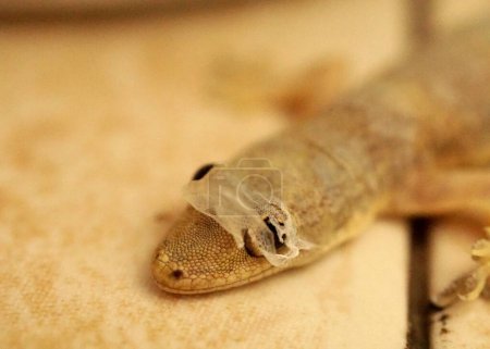 Foto de Primer plano derramamiento de piel a la cabeza de la casa de cola plana gecko o Hemidactylus platyurus adulto. - Imagen libre de derechos