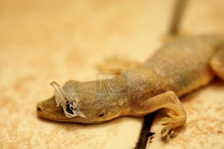 Foto de Primer plano derramamiento de piel a la cabeza de la casa de cola plana gecko o Hemidactylus platyurus adulto. - Imagen libre de derechos