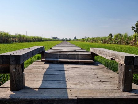 Foto de El puente de madera entre el campo de arroz verde medio. - Imagen libre de derechos