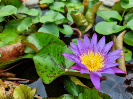 Photo for Purple water lily or Lotus Flower with green leaf in the pond. . - Royalty Free Image