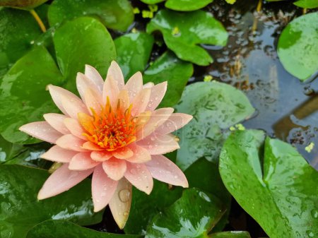 Photo for Orange water lily or Lotus Flower with green leaf in the pond. - Royalty Free Image
