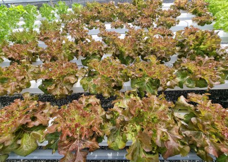 Photo for Organic Red Coral Lettuce in Hydroponics farming. - Royalty Free Image