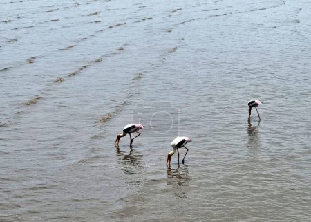 Foto de El grupo de aves de pico abierto asiáticas que encuentran moluscos en la orilla del mar - Imagen libre de derechos