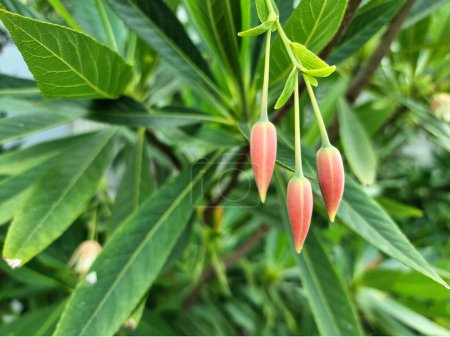 Photo for Close-up Khrai yoi or Elaeocarpus grandiflorus in the garden - Royalty Free Image
