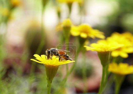 Foto de Primer plano de una abeja melífera polinizándose en la flor de Dahlberg Daisy - Imagen libre de derechos