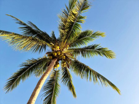Foto de La palmera de coco con bolas de coco en el fondo azul del cielo. - Imagen libre de derechos