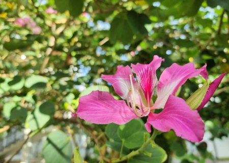Photo for Close-up the Bauhinia Purpurea or Chongkho flowers in the garden, is a species of flowering plant in the family Fabaceae, native to the Indian subcontinent and Myanmar - Royalty Free Image