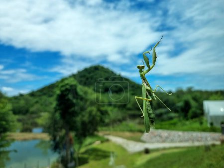 Photo for The praying mantis on the clear glass and blurred background, the perspective behind the clear glass - Royalty Free Image
