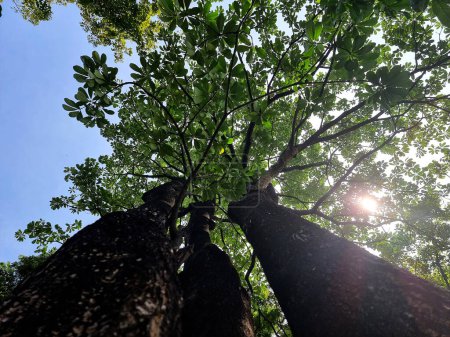 Photo for The perspective tree photo from the bottom to the top of the tree, the sun shining through a tree branch on the sky background - Royalty Free Image