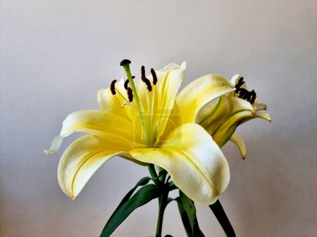 Photo for Beautiful yellow Lilium or Lily flower on white background. - Royalty Free Image