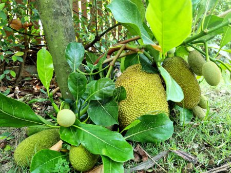 Photo for The jackfruit on the jack tree is a species in the fig, mulberry, and breadfruit family. Its origin is in the region between the Western Ghats of southern India. - Royalty Free Image
