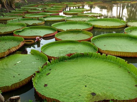 Téléchargez les photos : Feuilles vertes de Victoria nénuphar dans l'étang. - en image libre de droit