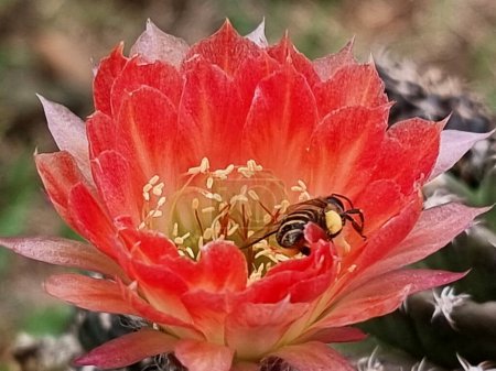 Primer plano de la abeja melífera polinizando la flor del cactus Echinopsis en el jardín.