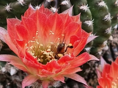 Primer plano de la abeja melífera polinizando la flor del cactus Echinopsis en el jardín.