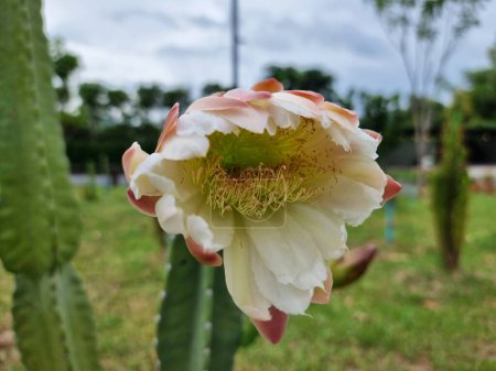 La fleur de Cereus Jamacaru dans la ferme de plantes ornementales : connue sous le nom de Mandacaru ou Cardeiro, est un cactus commun dans le nord-est brésilien qui pousse souvent jusqu'à 5 mètres (20 pi) de haut.