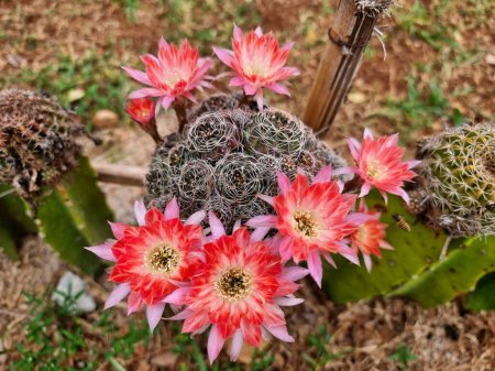 The beautiful flower of the Lobivia cactus in the garden.