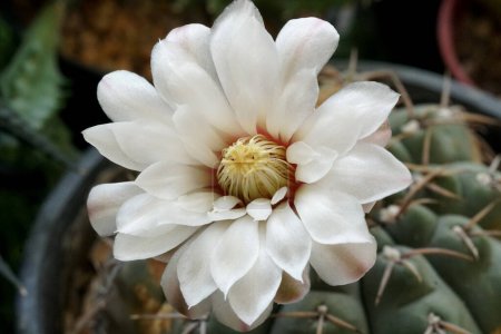 Close-up white flower of Gymnocalycium cactus in the garden.