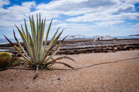 Téléchargez les photos : Étangs d'évaporation de sel en Salinas, Lanzarote, Îles Canaries, Espagne - en image libre de droit