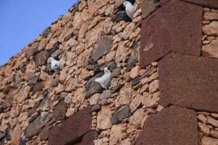 Téléchargez les photos : Pigeons sur les rochers de la mer Rouge. près de villages, Lanzarote, Îles Canaries, Espagne - en image libre de droit