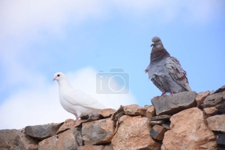 Téléchargez les photos : Pigeons sur les rochers de la mer Rouge. près de villages, Lanzarote, Îles Canaries, Espagne - en image libre de droit