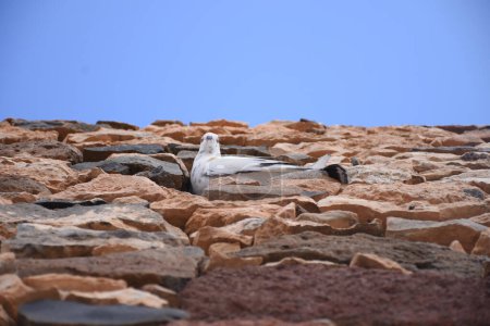 Photo for Pigeons  on the rocks of the Red Sea. near villages,  Lanzarote, Canary Islands, Spain - Royalty Free Image