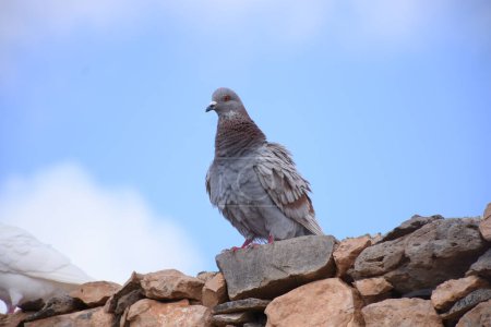 Photo for Pigeons  on the rocks of the Red Sea. near villages,  Lanzarote, Canary Islands, Spain - Royalty Free Image
