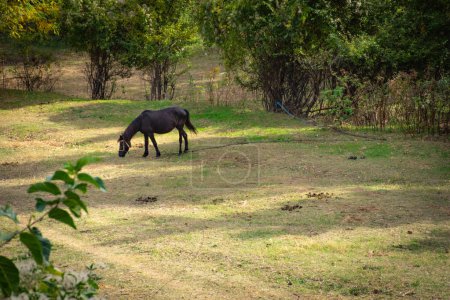 Téléchargez les photos : Pâturage de chevaux dans une prairie à la campagne, près de Zletovo, Macédoine - en image libre de droit