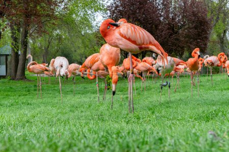 Flamingos im Park, Nahaufnahme eines Flamingos