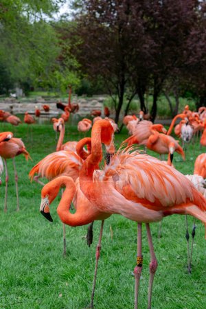 Flamingos in the park. The flamingo is a large species of flamingo.