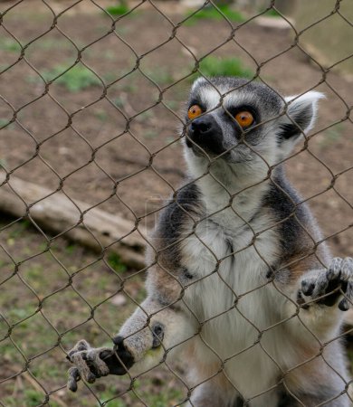 lémurien en cage avec regard triste vers l'extérieur