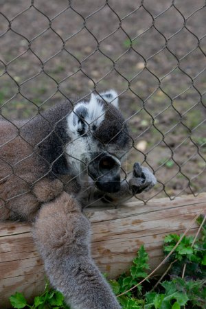 Lemur legt seine Hand zwischen die Gitter, um zu essen