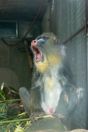 babuino con la boca abierta