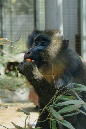 Mandrill frisst Möhre im Madrider Zoo Spanien