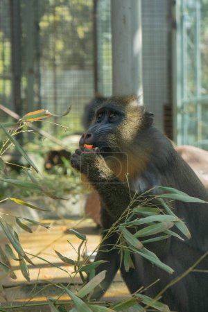 mandrill eating carrot sitting in madrid zoo spain