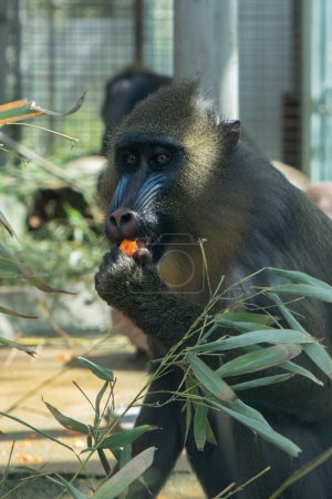 mandrill comer zanahoria en madrid zoo españa