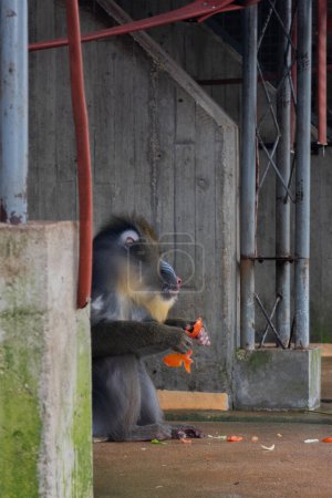 mandrill mirando mientras come en madrid zoo españa