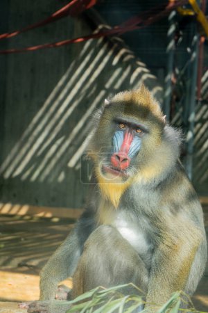 Photo for Primordial Captivity: Mandrills at the Edge of the Zoo - Royalty Free Image