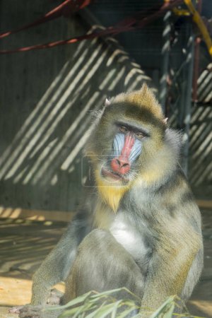 Photo for The mandrill (Mandrillus sphinx) is the largest primate in the world. - Royalty Free Image