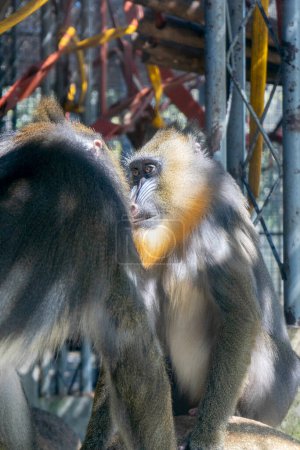 Mandrill (Mandrillus sphinx) im Zoo