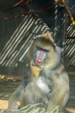 Photo for Mandrill in the zoo, Thailand. (Mandrillus sphinx) - Royalty Free Image