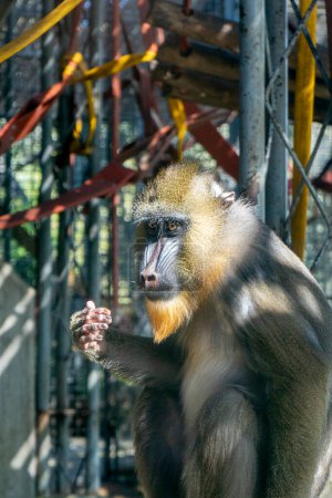 Retrato de un mandril macho en un zoológico, Tailandia.