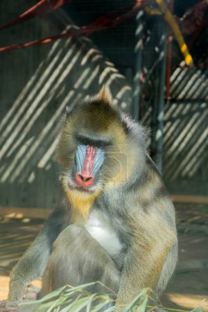 Photo for Mandrill in the zoo, Thailand. (Mandrillus sphinx) - Royalty Free Image