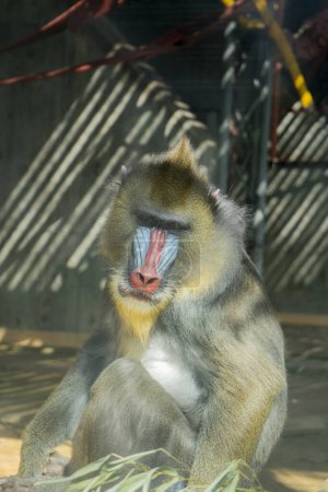 Photo for Mandrill (Mandrillus sphinx), also known as the western mandrill. - Royalty Free Image